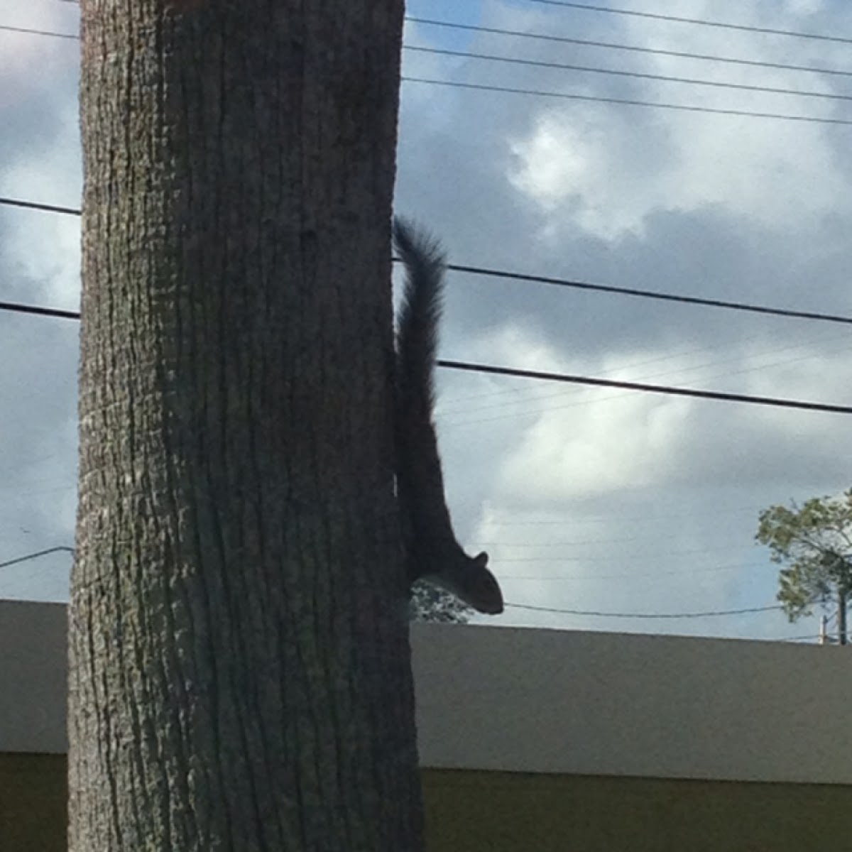 Eastern gray squirrel