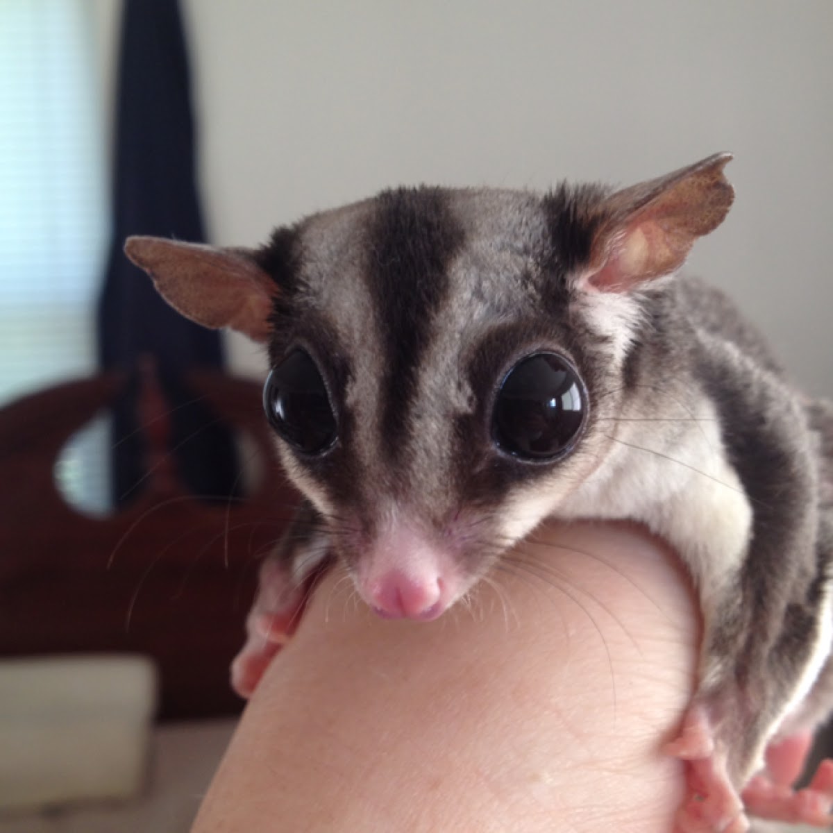 Sugar Glider