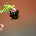 Queen buff-tailed bumblebee