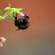 Queen buff-tailed bumblebee