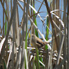 Marsh Wren