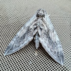 Five-spotted Hawk Moth