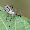 Wheel bug (late instar nymph)