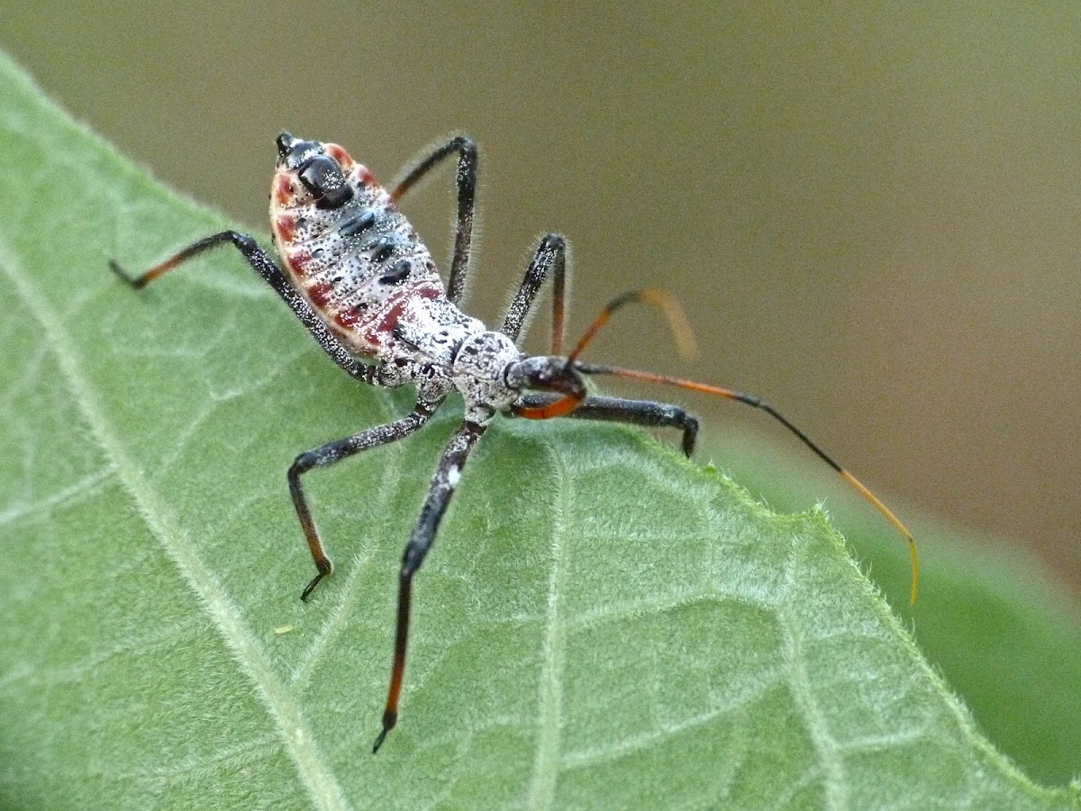 Wheel bug (late instar nymph)