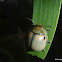 White Acacia Leaf Beetle