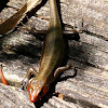 Five-lined skink, male