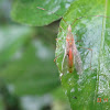 Damsel Bug