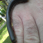 Millipede