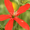 Royal Catchfly