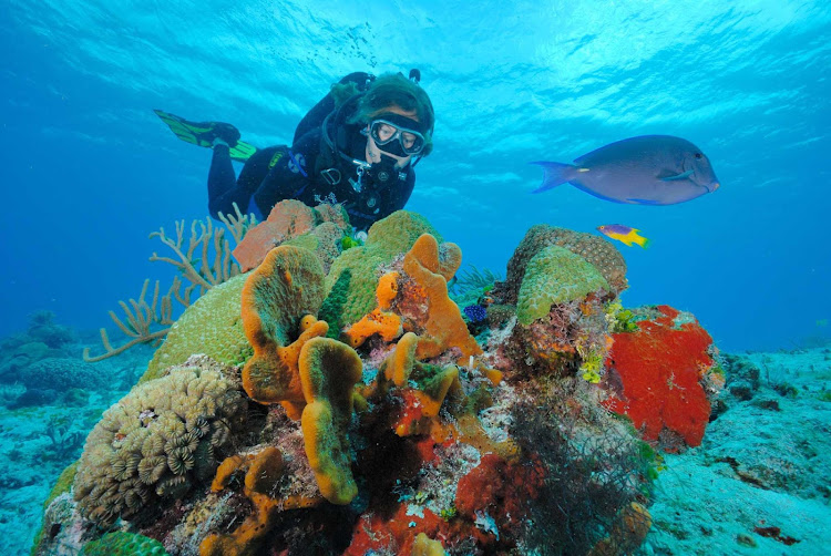 Even scuba diving in shallow waters lets you enjoy the undersea beauty near Cozumel.