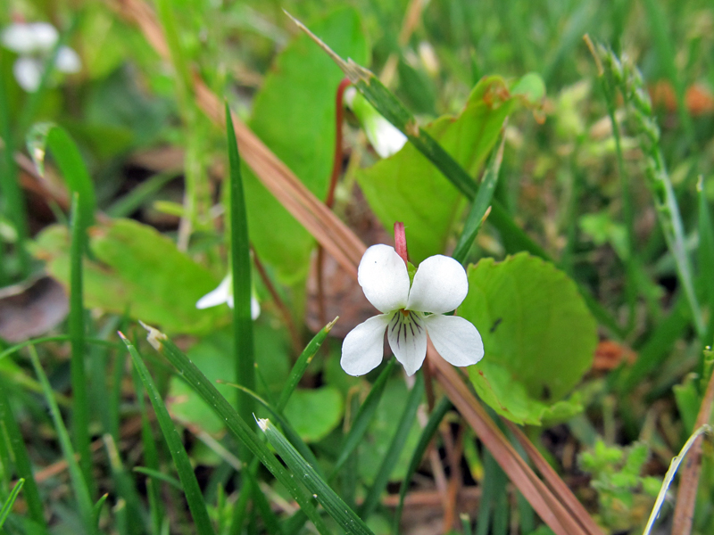 Sweet white violet