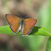 Tailed Copper (male)