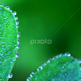 Waterdrops by Evan Ahmed - Nature Up Close Natural Waterdrops