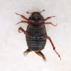 Greenish beetle. Escarabajo verdoso