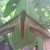 yam hawk moth