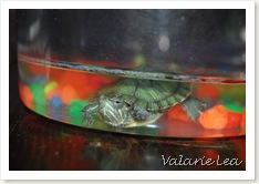 turtle015