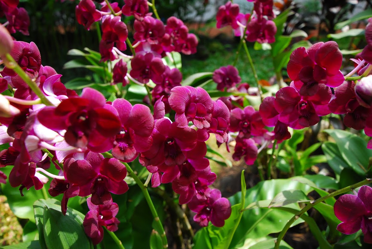 Orchid ( Dendrobium)