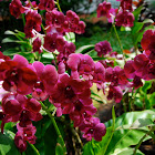 Orchid ( Dendrobium)