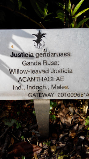 Justicia Gendarussa