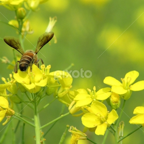 fly on yellow by প্রজ্ঞা পারমিতা - Flowers Flowers in the Wild