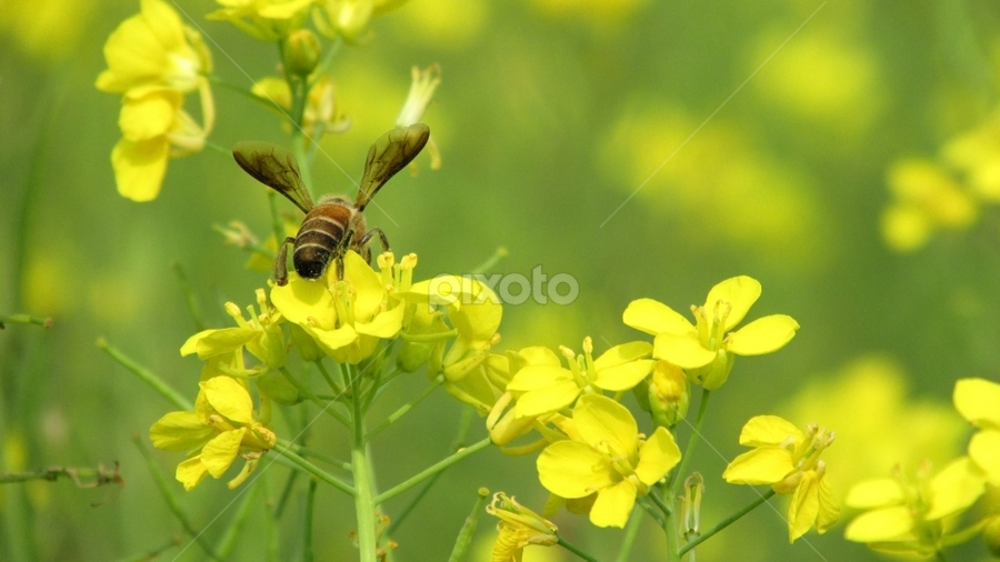 fly on yellow by প্রজ্ঞা পারমিতা - Flowers Flowers in the Wild
