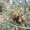 Cactus wren (nest)