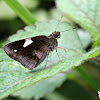 COMMON BANDED DEMON  BUTTERFLY