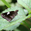 COMMON BANDED DEMON  BUTTERFLY