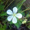 Wild white geranium
