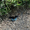 Red spotted Purple