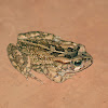 Raucous toad