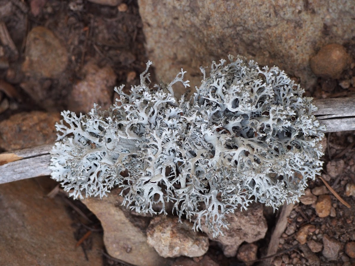 Oak Moss (lichen)