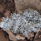 Oak Moss (lichen)
