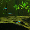 Cardinal Tetra