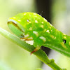Capusa senilis larva