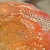 Crab Shell