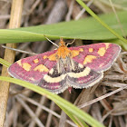 Pyralid moth