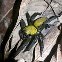 Thelcticopis sp./ Tube-dwelling spiders