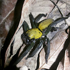 Thelcticopis sp./ Tube-dwelling spiders