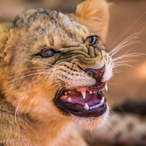 a Little angry by Lourens Lee Wildlife Photography - Animals Lions, Tigers & Big Cats