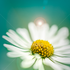 space flower by Konstantinos Theodoropoulos - Flowers Single Flower