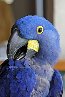 Free Download Parrot HD Wallpaper APK