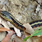 Common Garter Snake