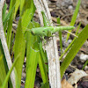 larval American Grasshopper