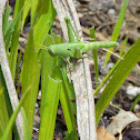 larval American Grasshopper