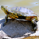 Red-eared Pond Slider 2 by Tamsin Carlisle -  