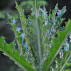 Indian thistle