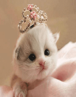 Cats Wallpaer Screenshots 5
