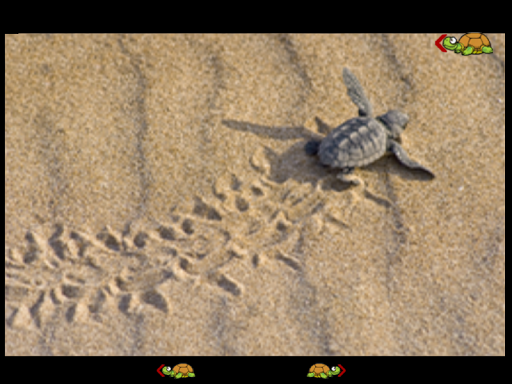 【免費家庭片App】my first game with turtles-APP點子