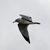 Ring-billed gull (non-breeding)